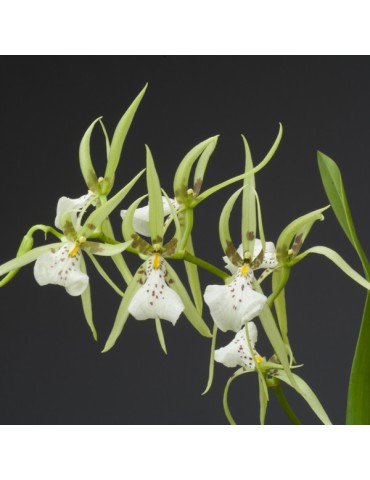 Brassia maculata