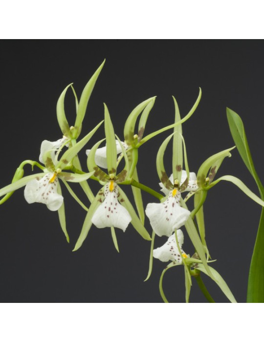 Brassia maculata Brassia maculata