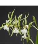 Brassia maculata