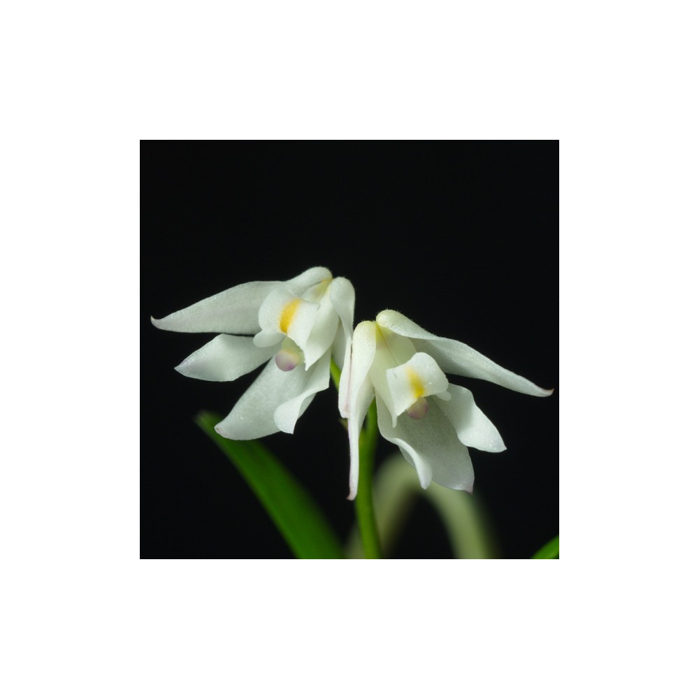 Polystachya ottoniana Polystachya ottoniana