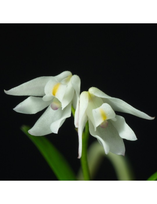 Polystachya ottoniana Polystachya ottoniana