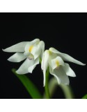 Polystachya ottoniana