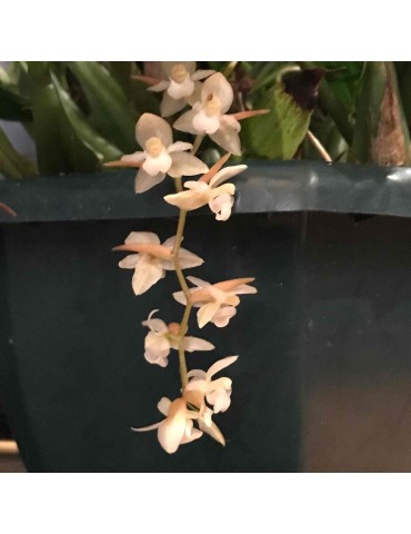 Pholidota chinensis en sphaigne