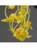 Gongora galeata var. concolor
