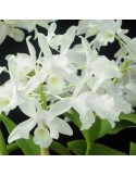 Cattleya skinneri var. alba