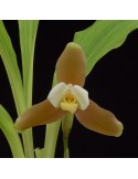 Lycaste xytriophora