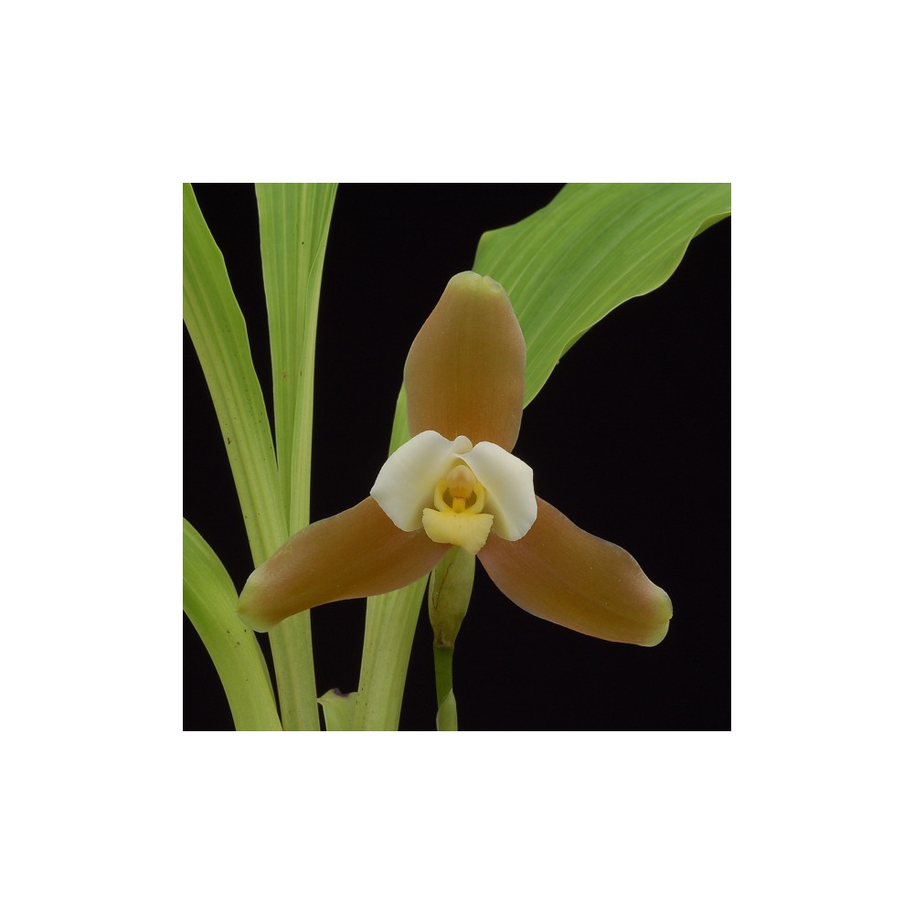 Lycaste xytriophora