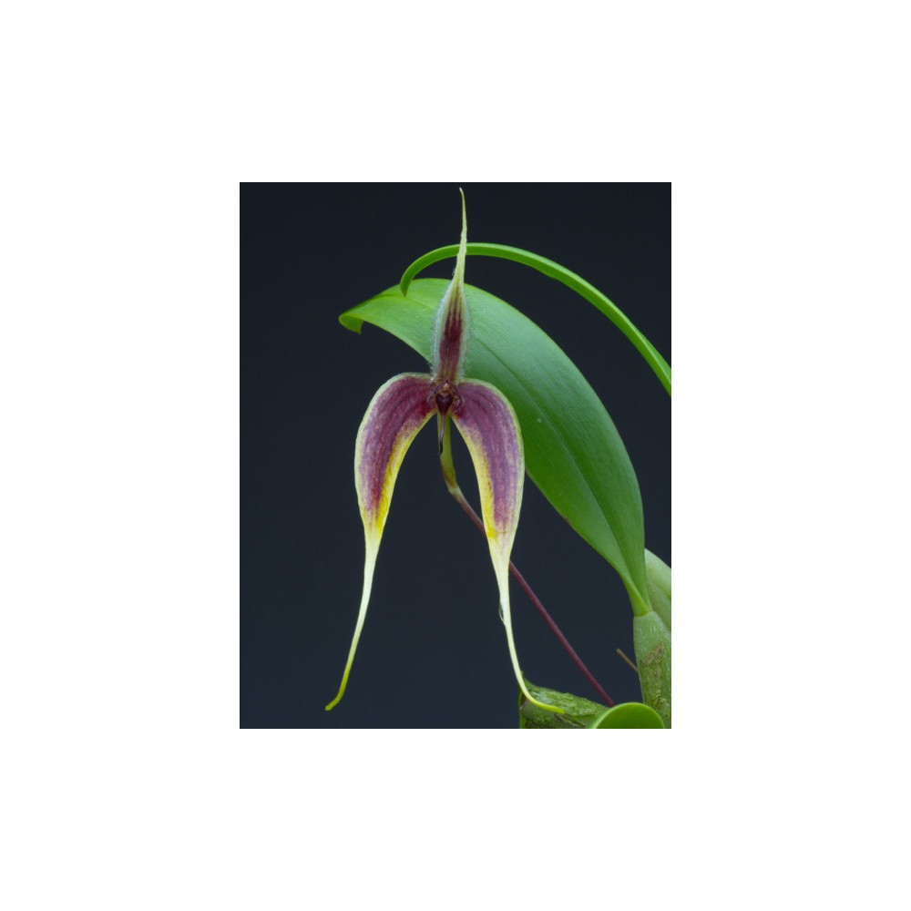Bulbophyllum blumei