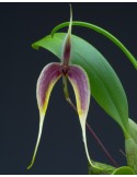 Bulbophyllum blumei