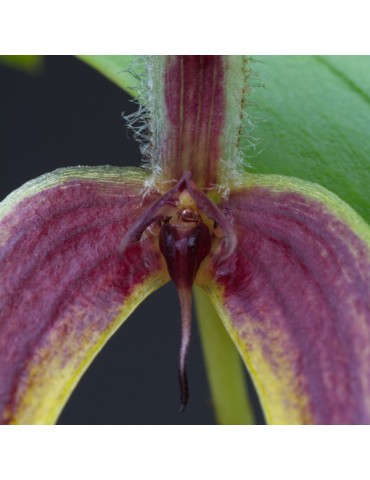 Bulbophyllum blumei 2