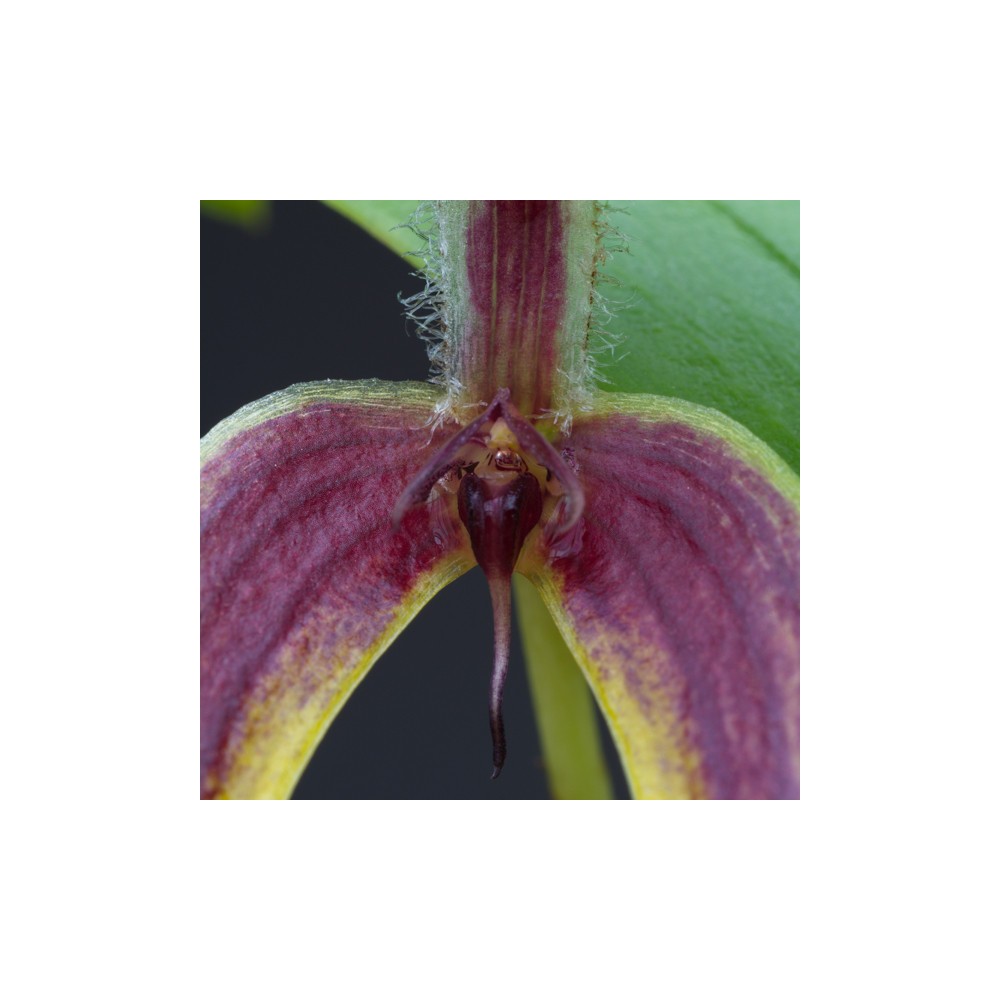 Bulbophyllum blumei