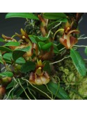 Epigeneium chapaense