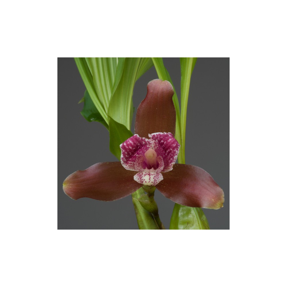 Lycaste Anne Barthelemy