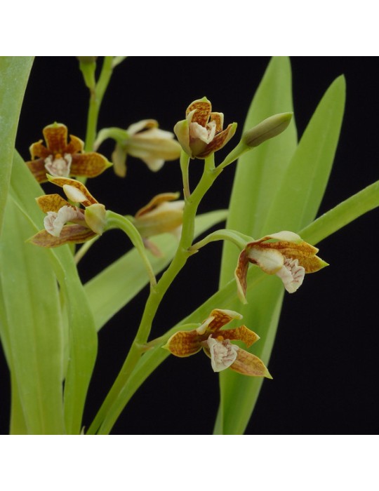 Prosthechea livida