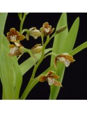 Prosthechea livida
