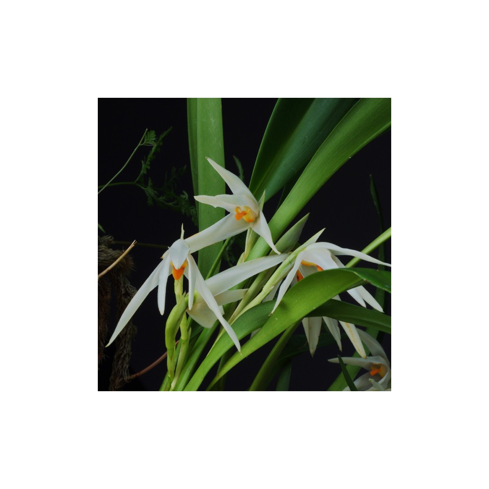 Maxillaria splendens