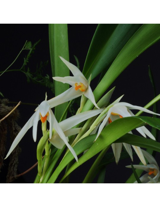 Maxillaria splendens