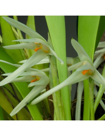 Maxillaria splendens