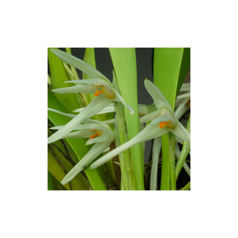 Maxillaria splendens