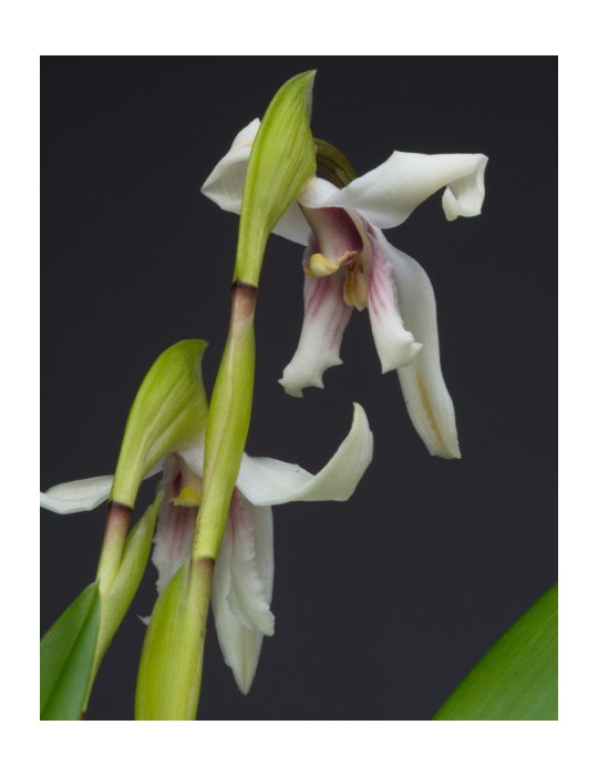 Maxillaria augustae-victoriae