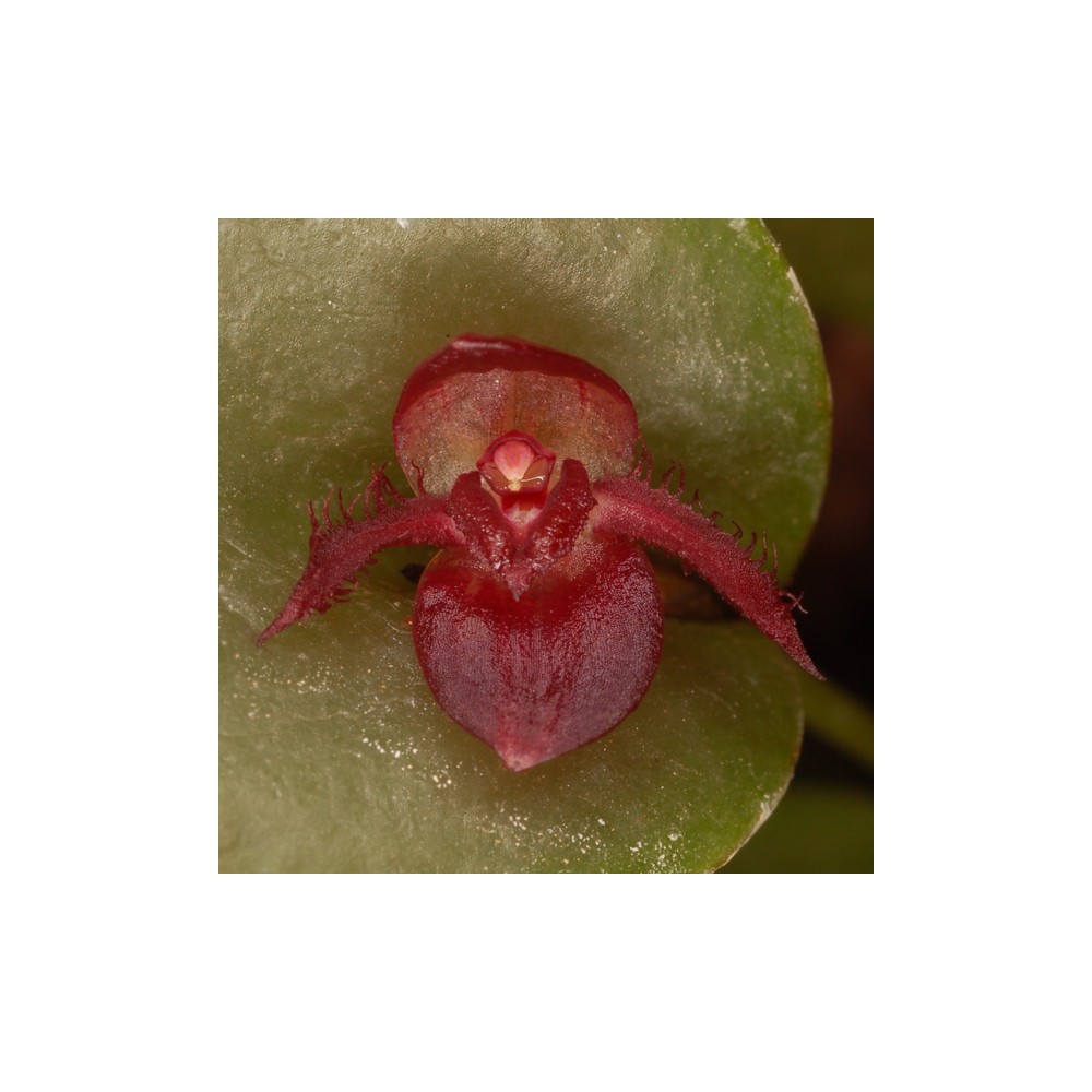 Pleurothallis nitida 