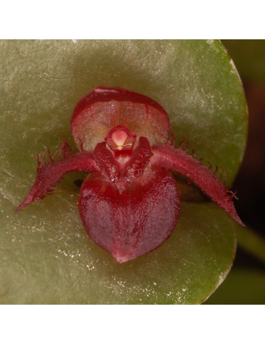 Pleurothallis nitida 