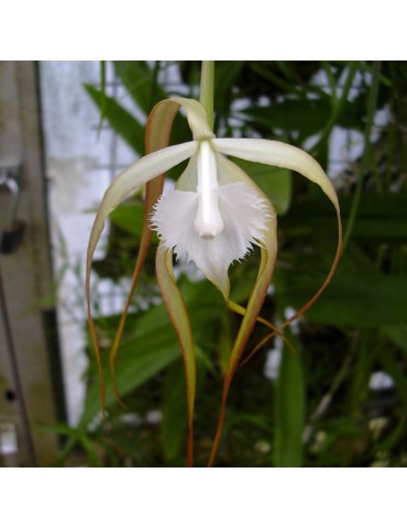 Brassavola cucullata sur plaque