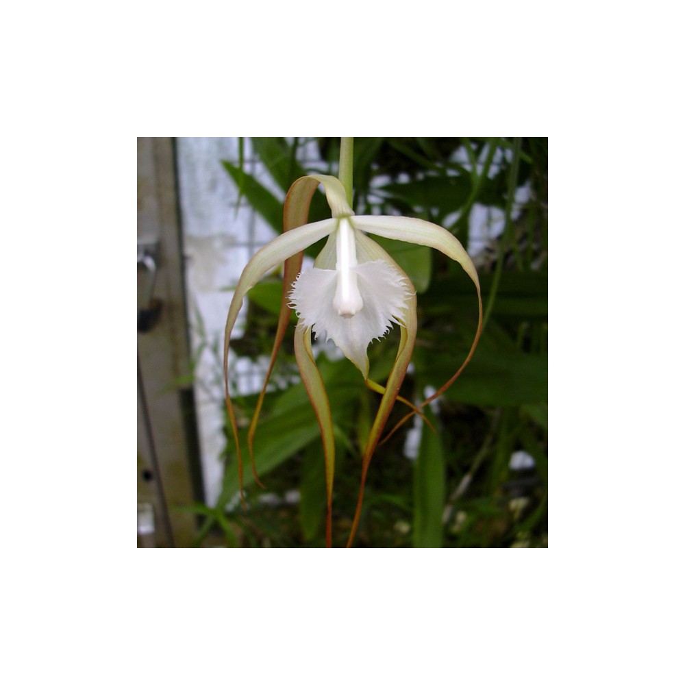 Brassavola cucullata sur plaque