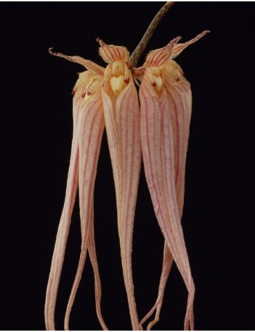 Bulbophyllum longissimum