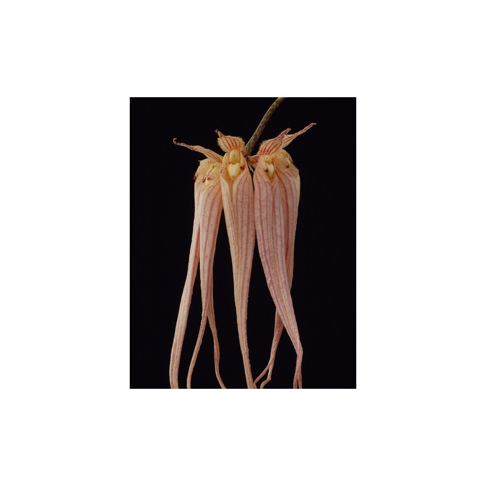 Bulbophyllum longissimum