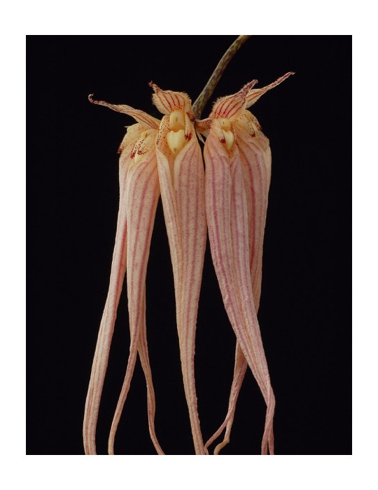 Bulbophyllum longissimum