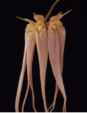 Bulbophyllum longissimum
