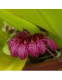 Bulbophyllum corolliferum