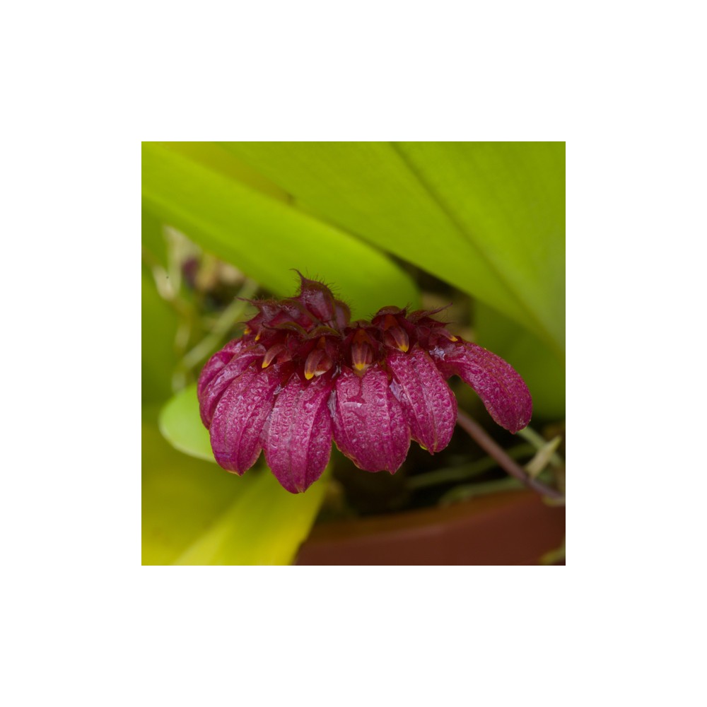 Bulbophyllum corolliferum