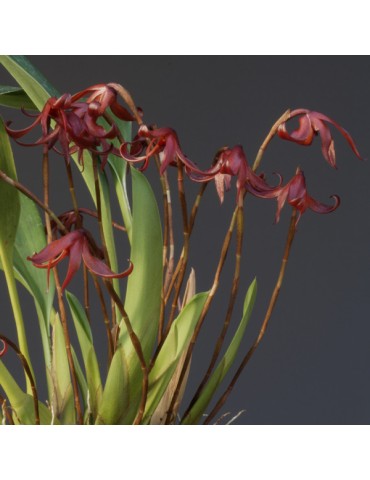 Maxillaria longipes