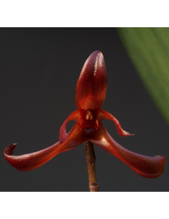 Maxillaria longipes