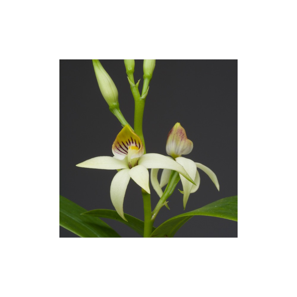 Prosthechea lancifolia