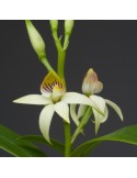 Prosthechea lancifolia