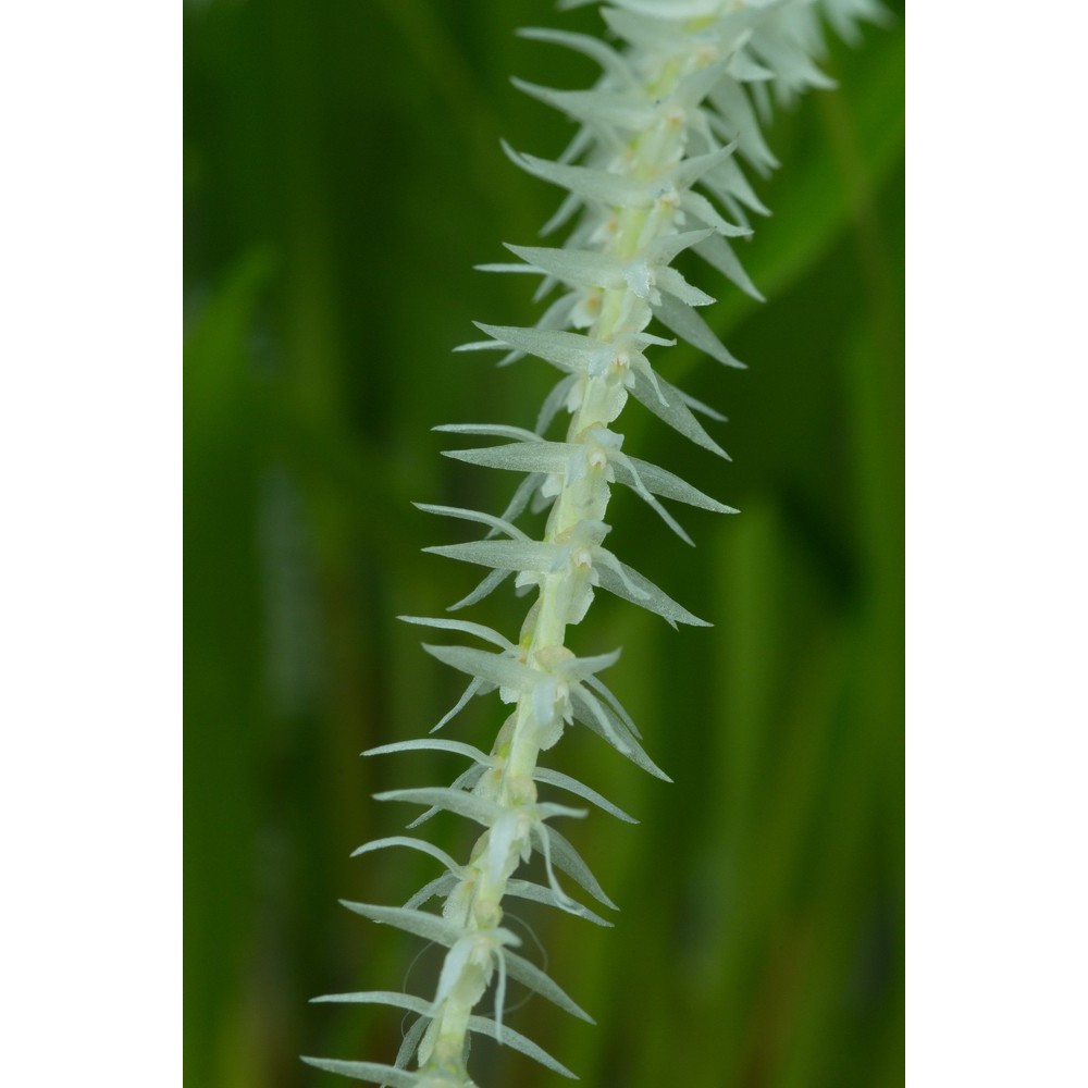 Dendrochilum niveum
