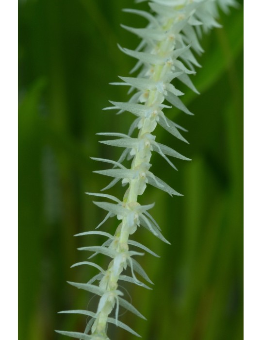 Dendrochilum niveum