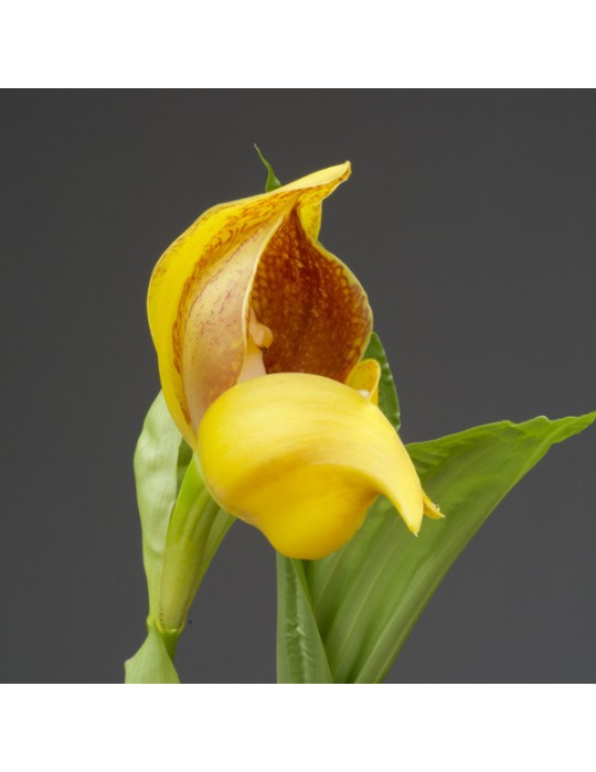 Anguloa Phoenix Anguloa Phoenix