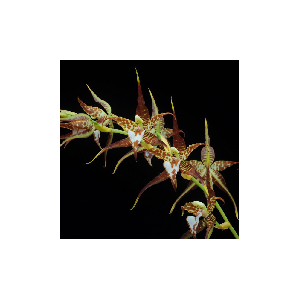 Rhynchostele cordata