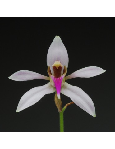 Ancistrochilus rothschildianus en sphaigne