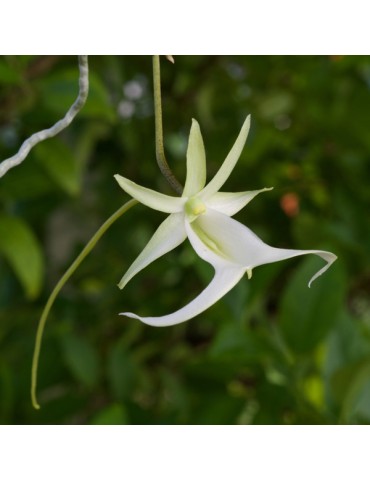 Dendrophylax lindenii sur plaque