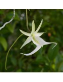 Dendrophylax lindenii