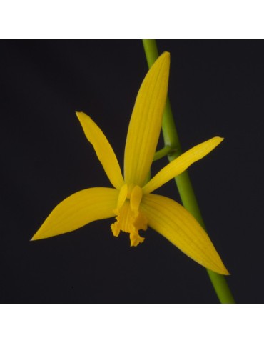 Laelia gloedeniana
