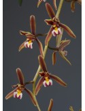 Cymbidium atropurpureum