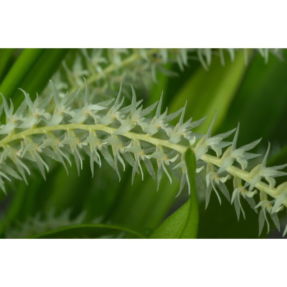 Dendrochilum niveum