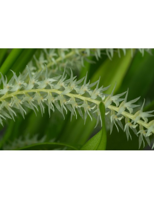 Dendrochilum niveum
