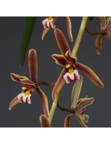 Cymbidium atropurpureum